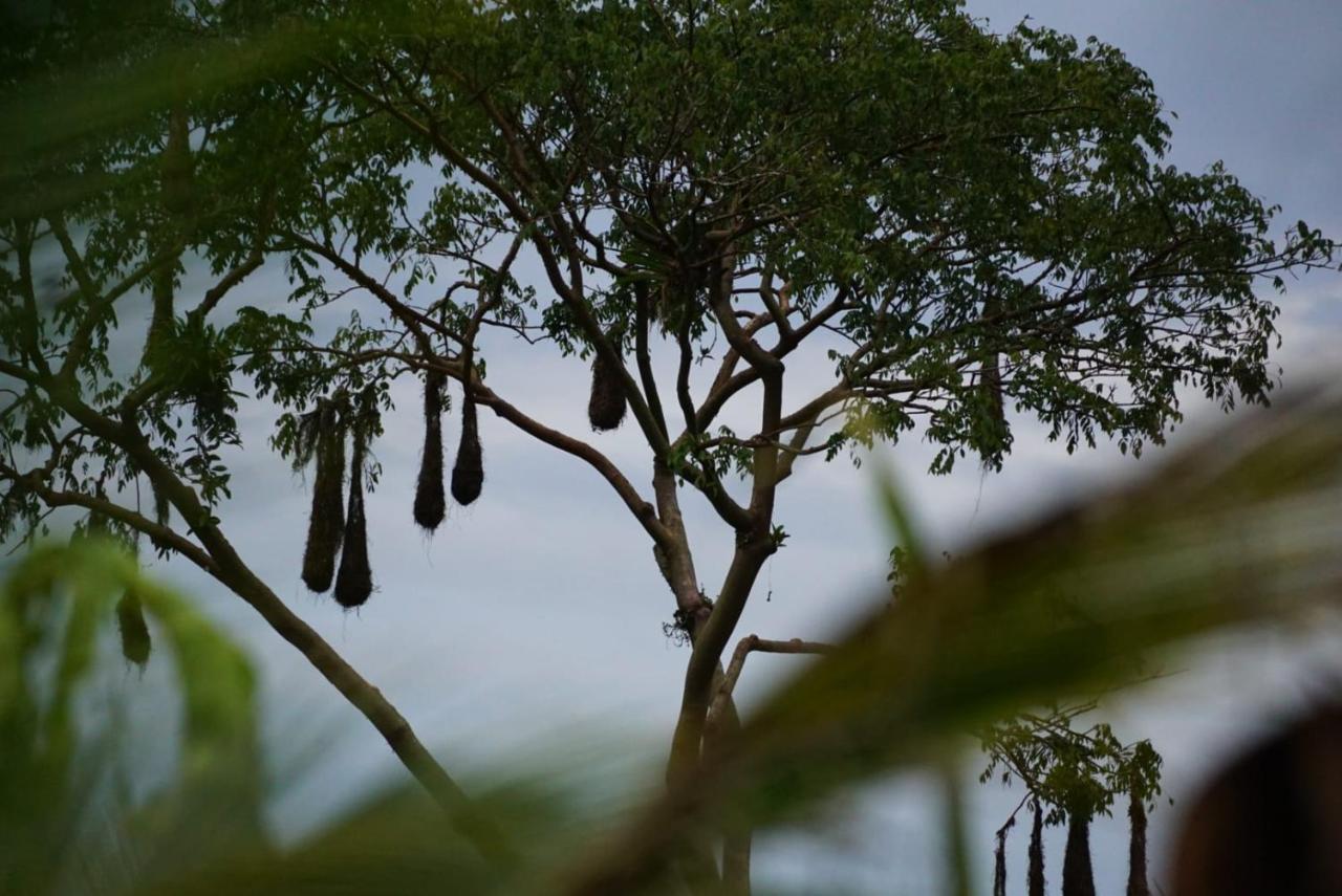 Bewak Cr Hotel Tortuguero Buitenkant foto