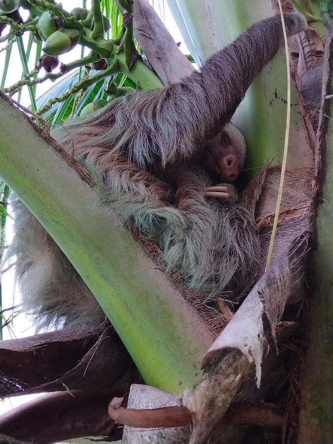 Bewak Cr Hotel Tortuguero Buitenkant foto