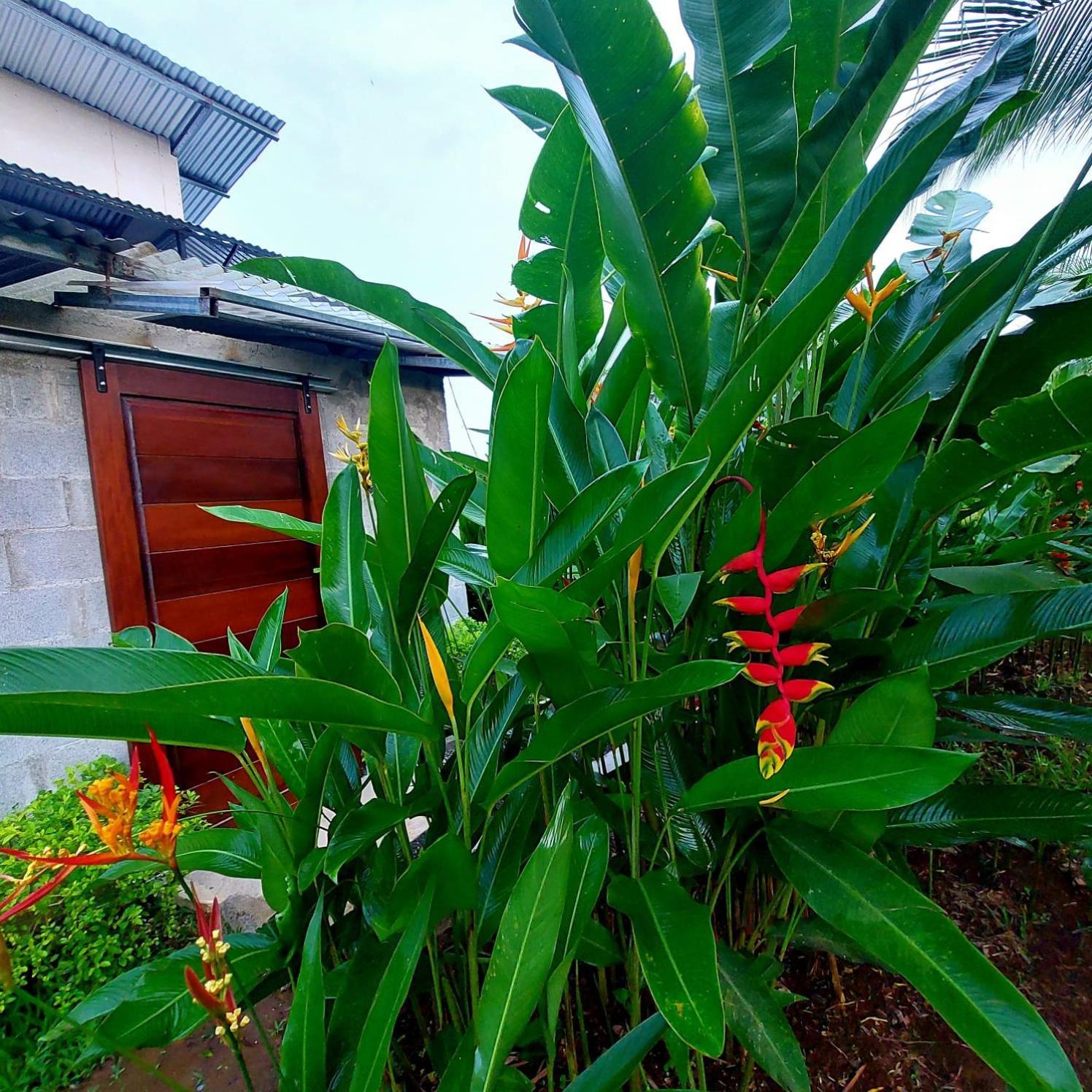 Bewak Cr Hotel Tortuguero Buitenkant foto
