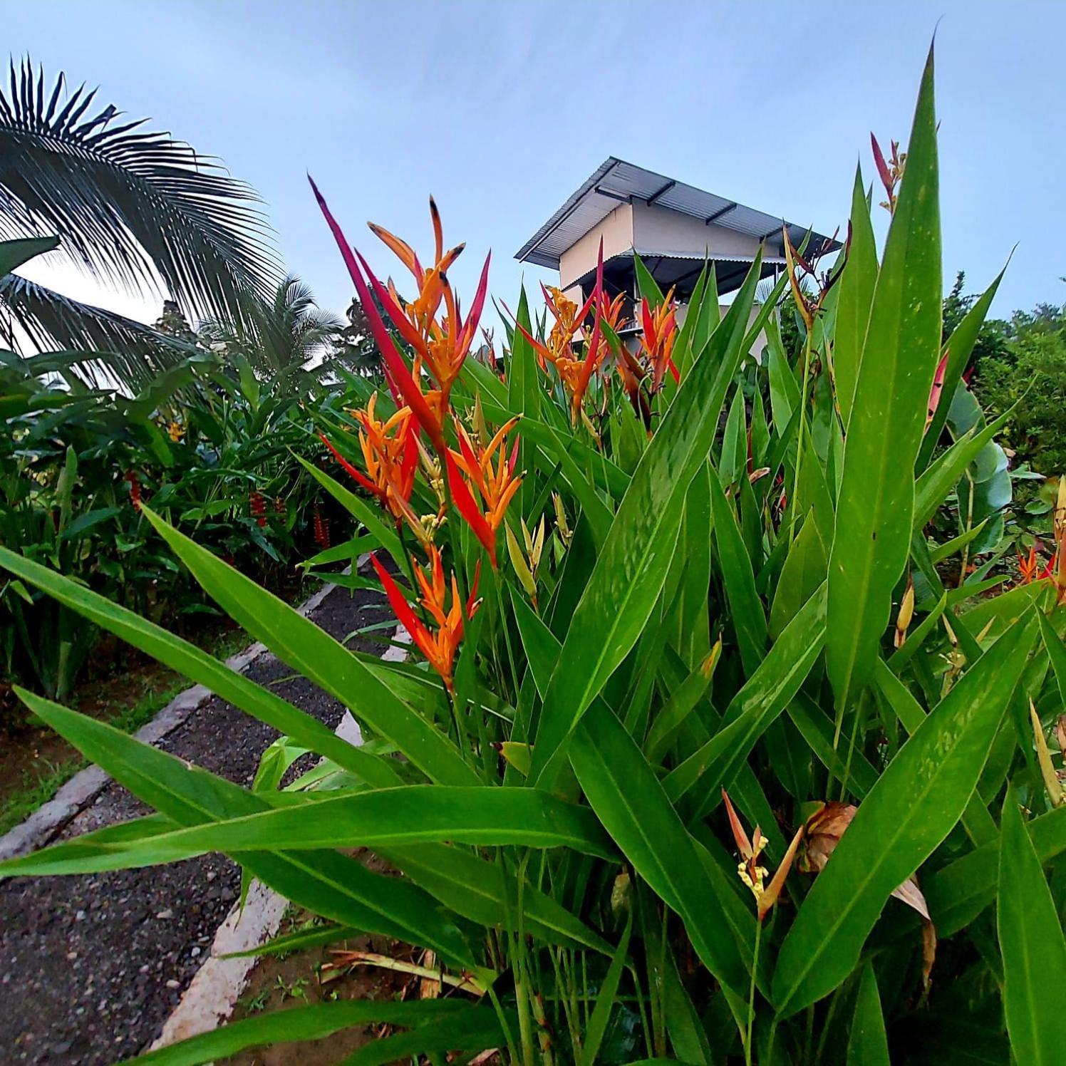 Bewak Cr Hotel Tortuguero Buitenkant foto