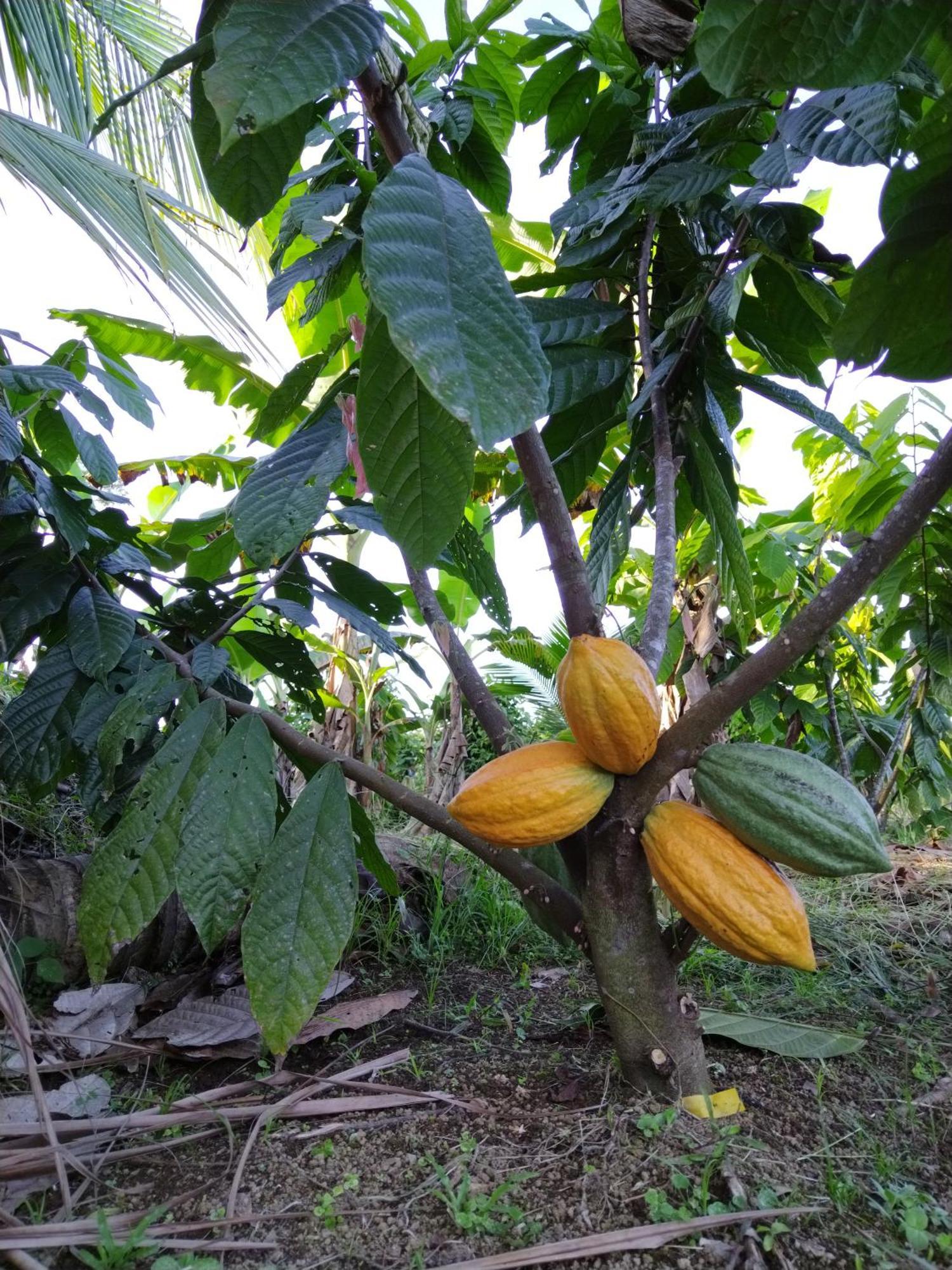 Bewak Cr Hotel Tortuguero Buitenkant foto