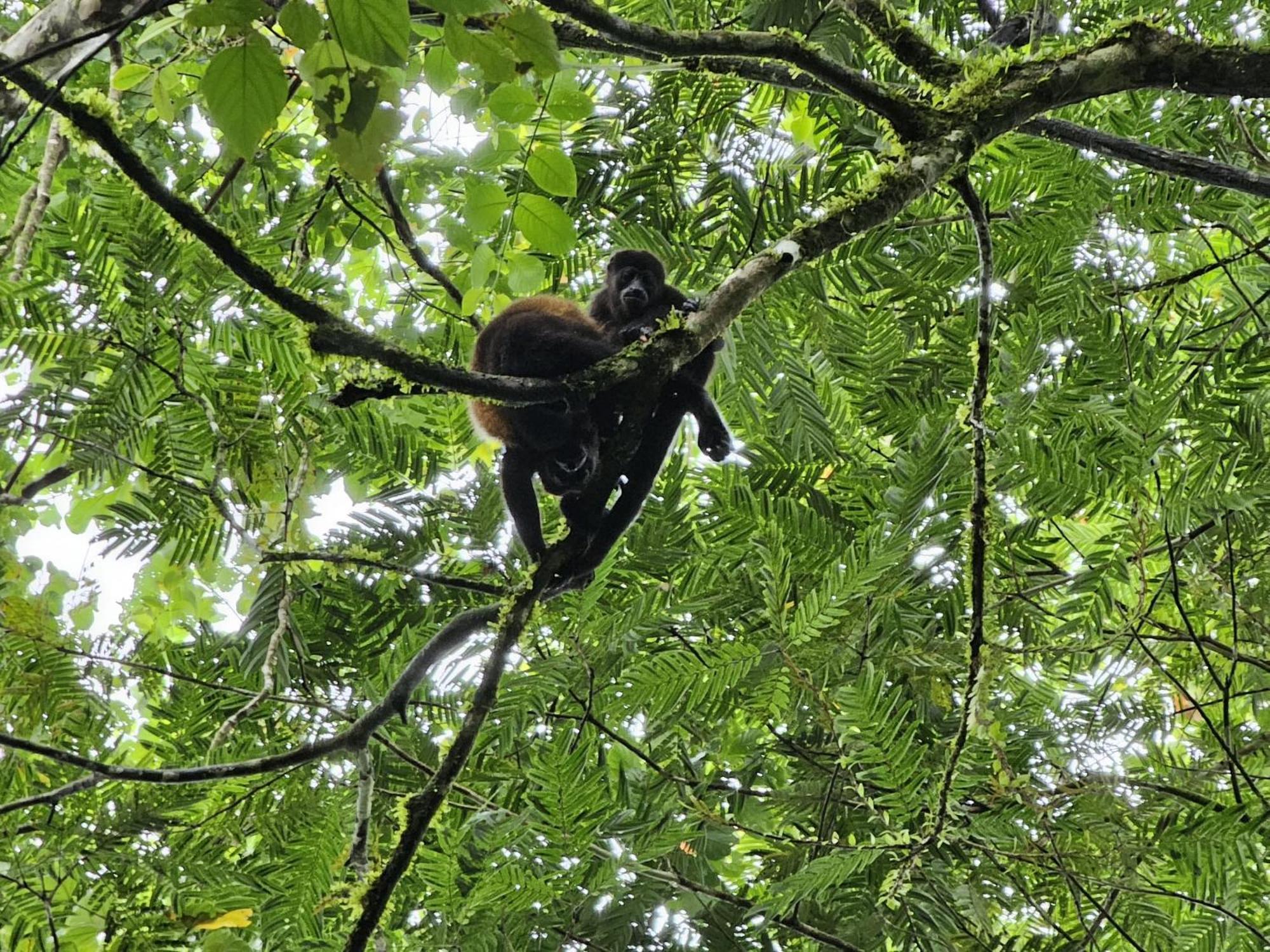 Bewak Cr Hotel Tortuguero Buitenkant foto